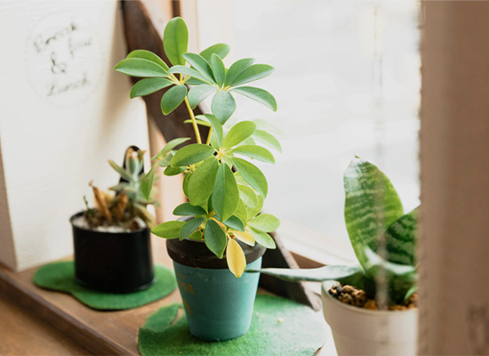 スタッフ／サロン